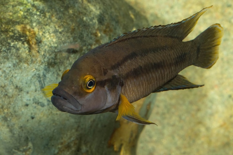 Neolamprologus bifasciatus 'Muzi'